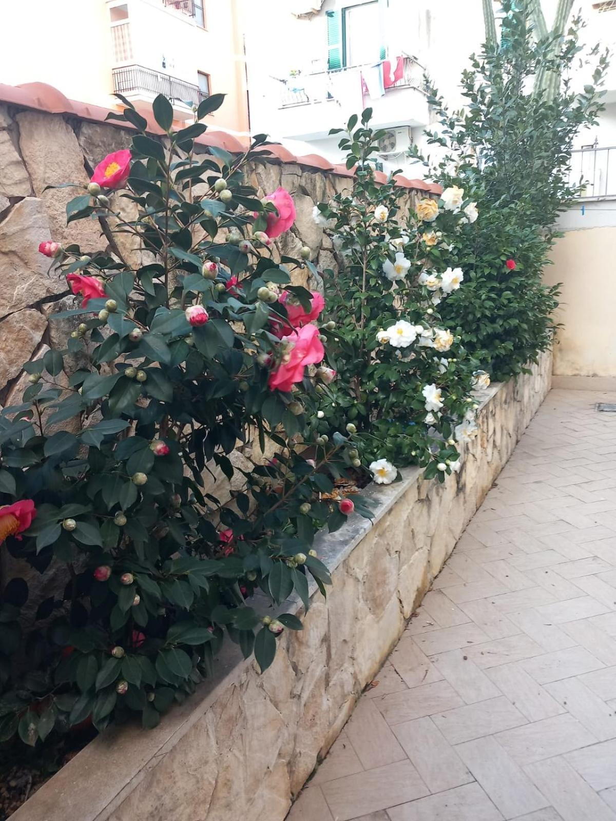 Domus Albanella Apartment Rom